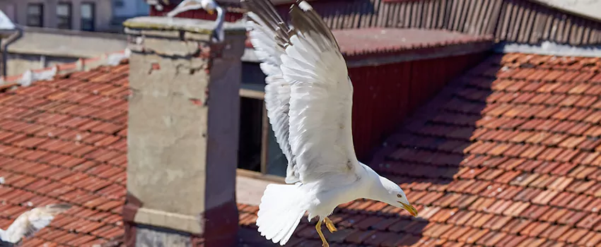 Residential Chimney Animal Removal Solution in Spring Valley, NY