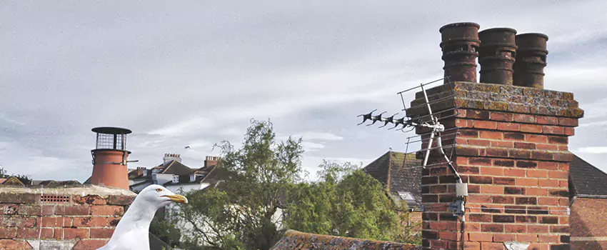 Chimney Cleaning And Restoration in Spring Valley, New York